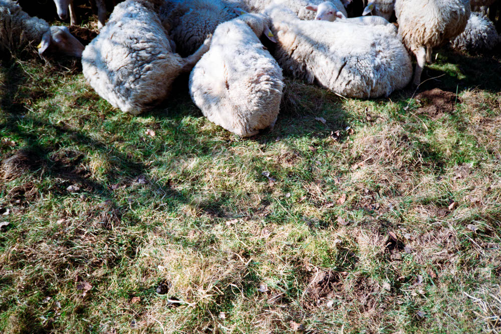 Photographic and Artistic Work by Leon Eichelbaum (Archive) – b101