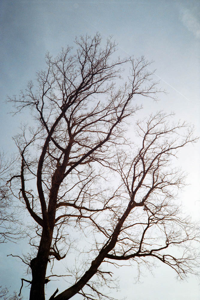 Photographic and Artistic Work by Leon Eichelbaum (Archive) – b1684