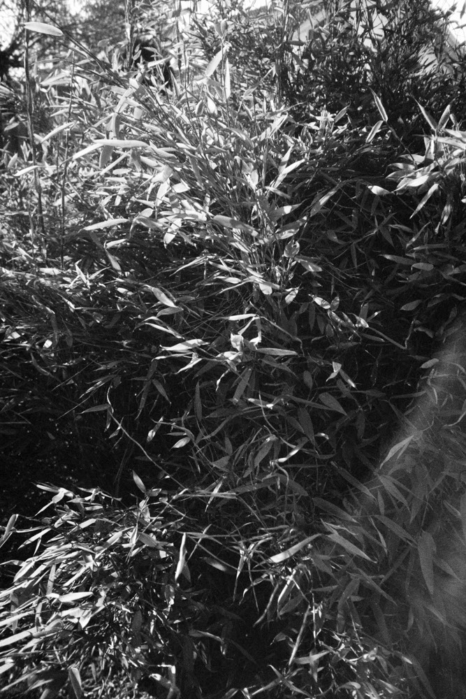 Photographic and Artistic Work by Leon Eichelbaum (Archive) – b1737