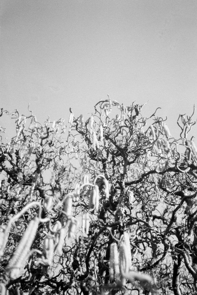 Photographic Work (1738) – b1738