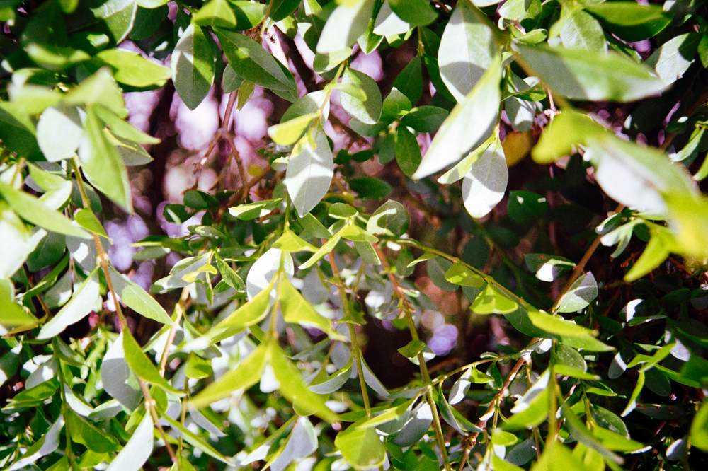 Photographic Work (2325) – b2325
