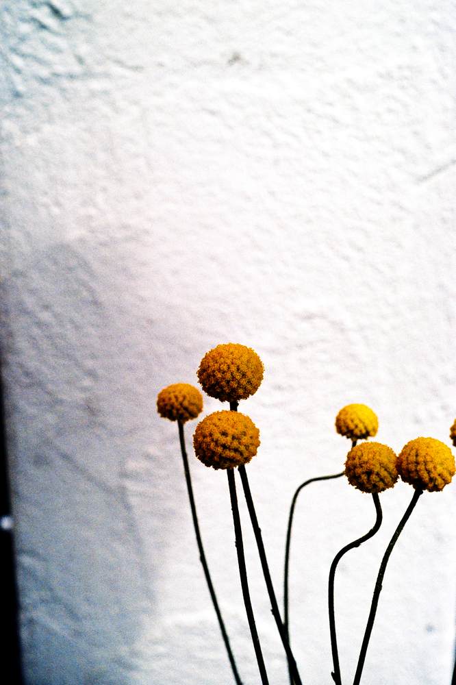 Photographic Work (2335) – b2335
