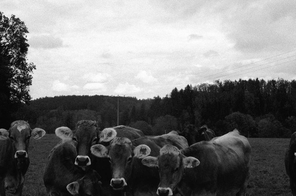 Photographic and Artistic Work by Leon Eichelbaum (Archive) – b2345