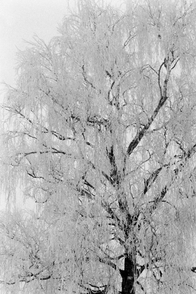 Photographic and Artistic Work by Leon Eichelbaum (Archive) – b528