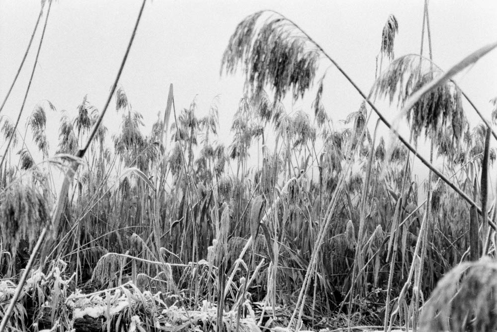 Photographic and Artistic Work by Leon Eichelbaum (Archive) – b534