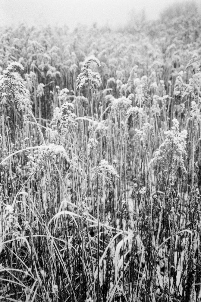 Photographic and Artistic Work by Leon Eichelbaum (Archive) – b537