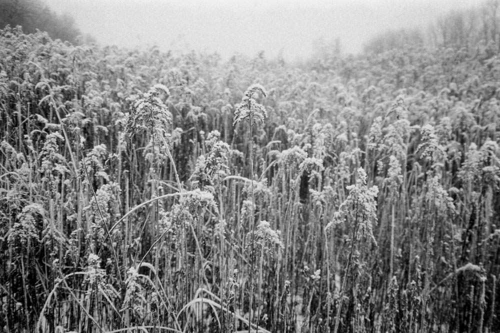 Photographic and Artistic Work by Leon Eichelbaum (Archive) – b538