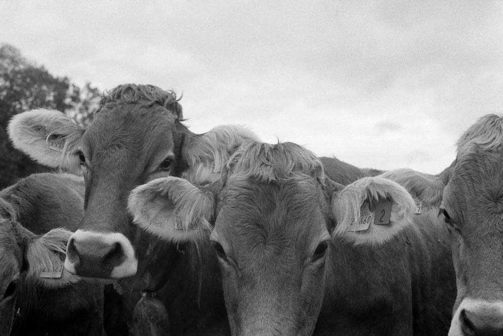 Photographic and Artistic Work by Leon Eichelbaum (Archive) – b686